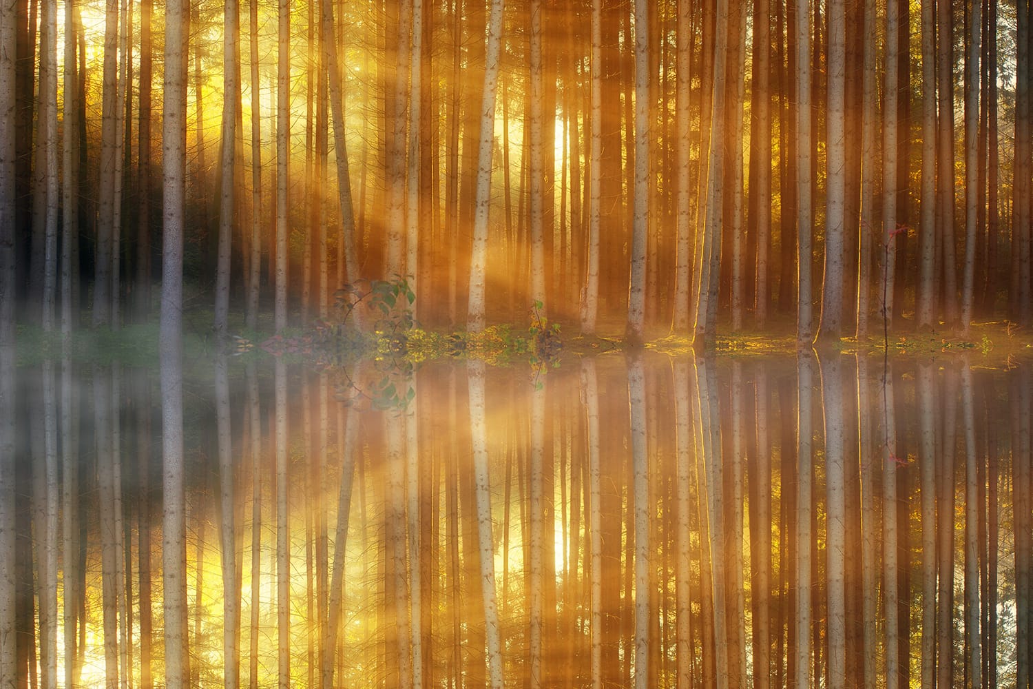 Capturing Amazing Photos of Mist and Fog