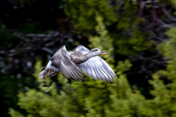 Bird in Flight