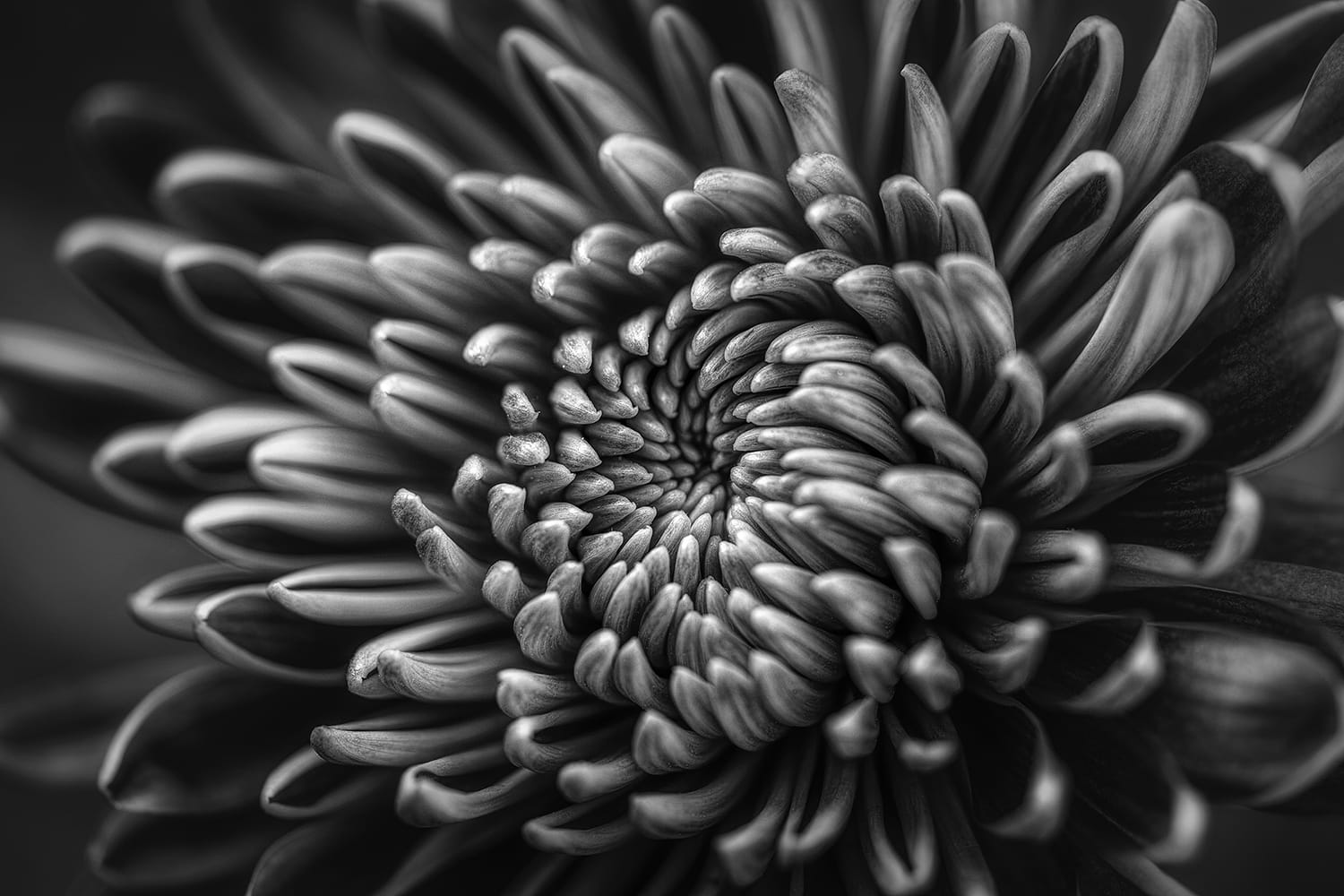 6 Quick Tips For Shooting Stunning Black And White Photographs 