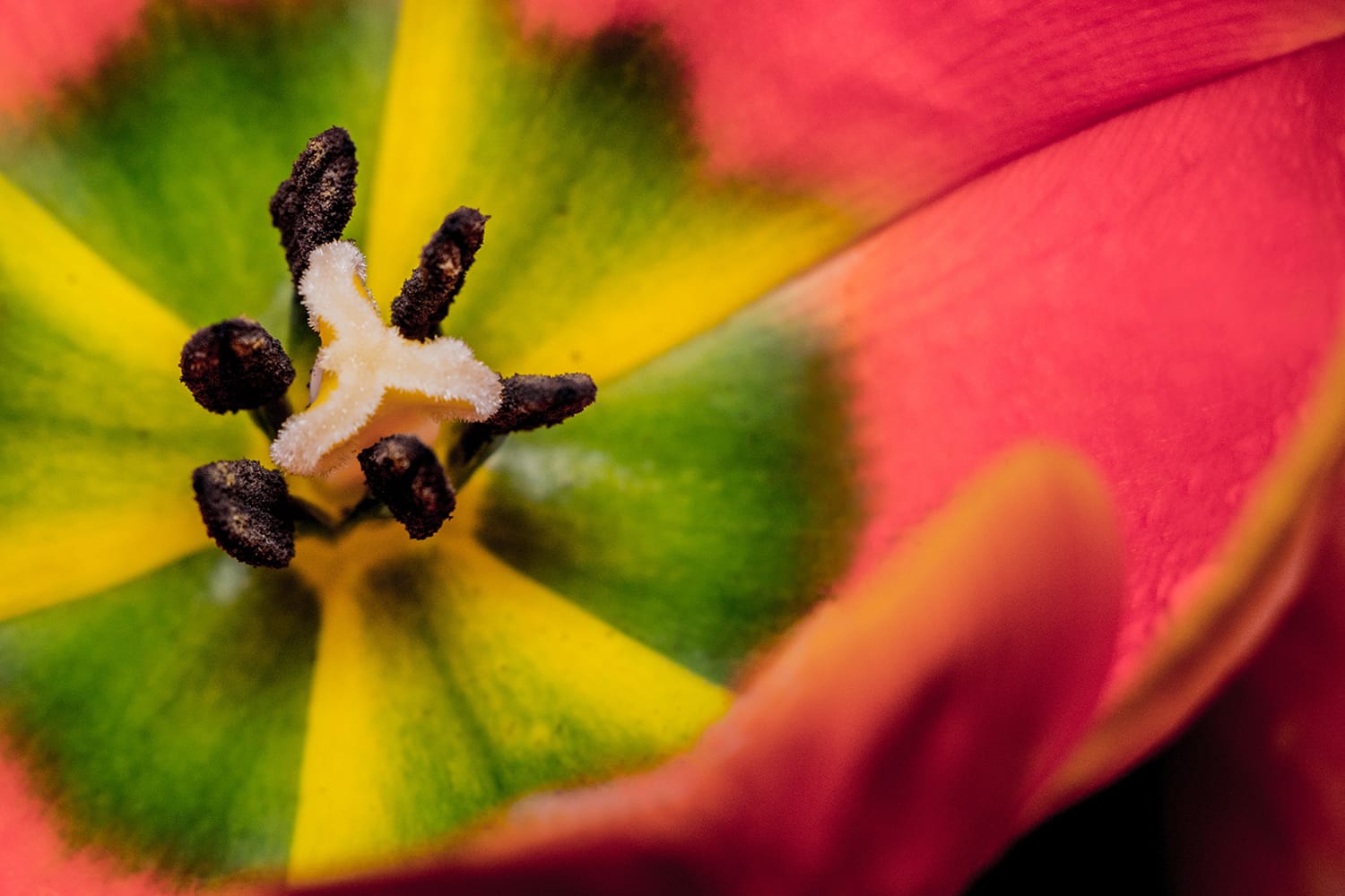 Macro Flower