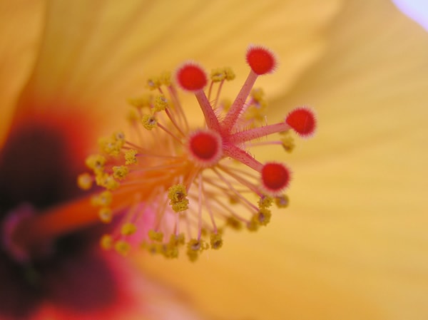 Hibiscus rosa-sinensis