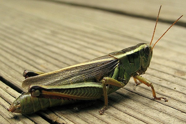 Macro Grasshopper