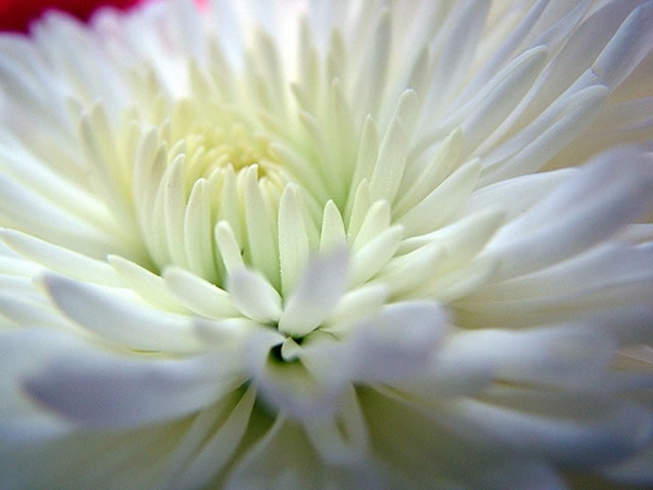 Chrysanthemum