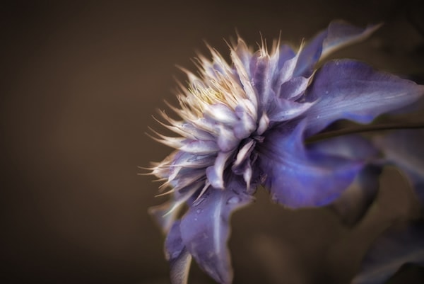 Flower in the back garden