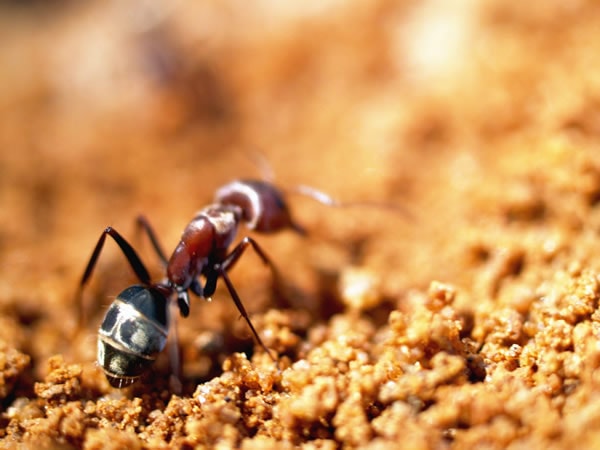 Ant closeup