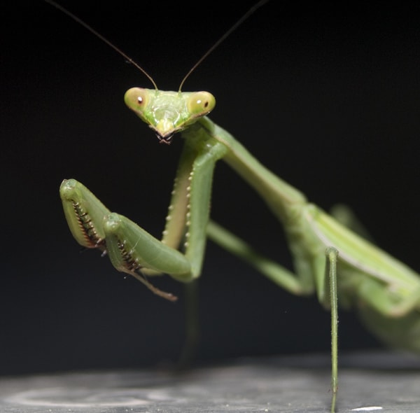 Praying Mantis